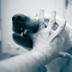 Understanding the Process of Animal Bite Reporting