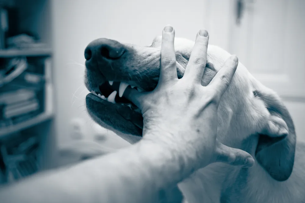 Understanding the Process of Animal Bite Reporting